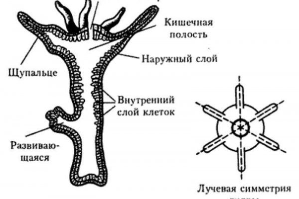 Kraken рабочая ссылка