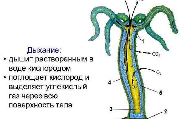 Адрес сайта омг в торе